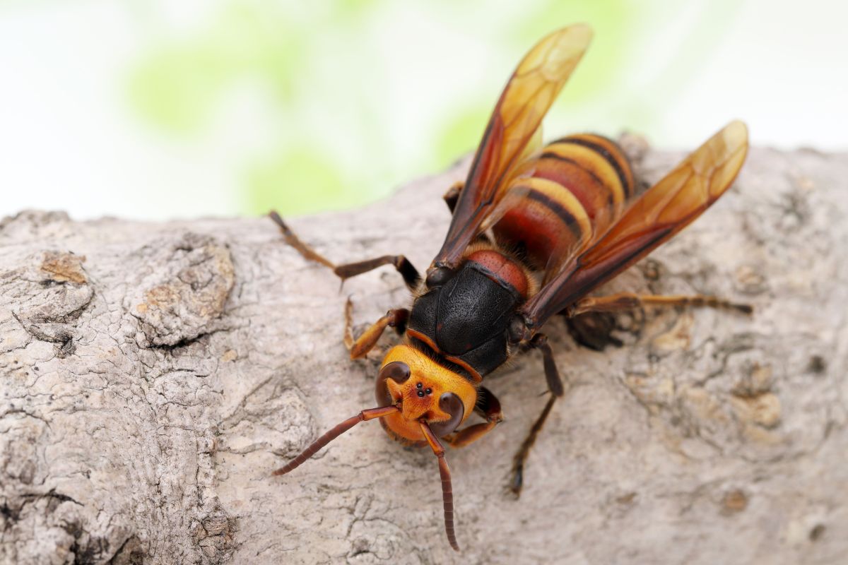 Solo el 3% de la población, a nivel mundial, es alérgico a la picadura de este insecto.