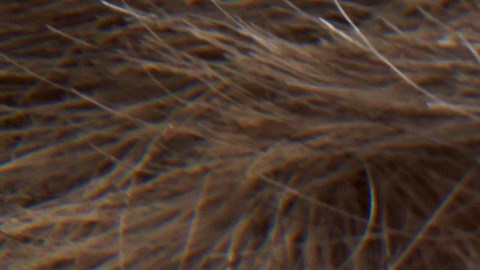 El anciano solo tiene 6 nietos.