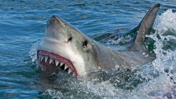 Un actor de ‘Jackass' es atacado por un tiburón.