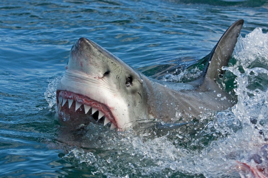 Alerta por tiburones blancos de “vacaciones” en costas urbanas de Nueva York y Jersey