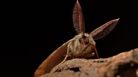 Una plaga de polillas gitanas asiáticas puede acabar con hectáreas de bosques.