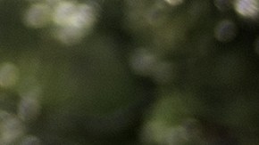 Varios habitantes de la zona aseguran ver constantemente a este ser que parece de otro mundo.