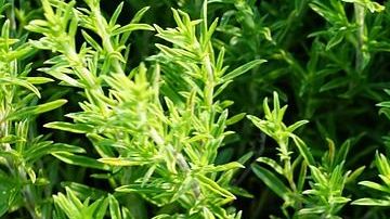 El tomillo es usado para combatir infecciones bacterianas y fúngicas