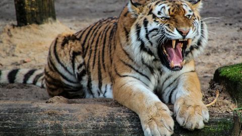 El tigre deambulaba tranquilamente por la banqueta.