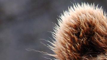 El animal no atacó al hombre por estar familiarizada con los humanos.