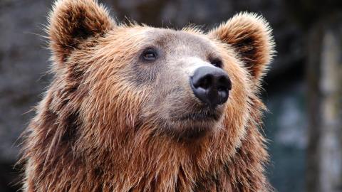 El animal no atacó al hombre por estar familiarizada con los humanos.