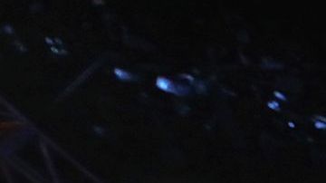 Tyson Fury celebra su coronación tras vencer por nocaut a Wilder.