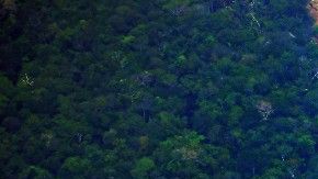 El año pasado se perdieron en los trópicos 11,9 millones de hectáreas de bosque.