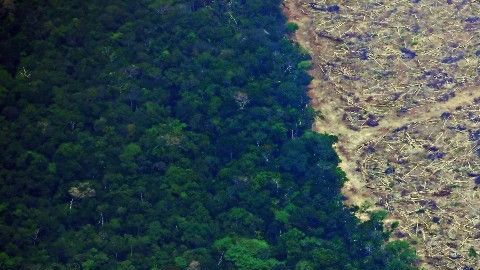 El año pasado se perdieron en los trópicos 11,9 millones de hectáreas de bosque.