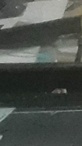 Varias farmacias fueron saqueadas en NYC