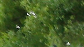 Manifestantes protestan por la muerte de Rayshard Brooks en Atlanta.