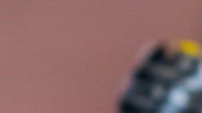 Una mariposa "Miami Blue" posada sobre un hisopo impregnado con la bebida Gatorade.