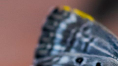 Una mariposa "Miami Blue" posada sobre un hisopo impregnado con la bebida Gatorade.
