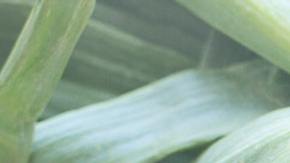 Las cebollas son un vegetal rico en fibra, vitaminas, minerales, poderosos antioxidantes, que benefician el control de la diabetes. Además, son bajas en carbohidratos e índice glucémico.