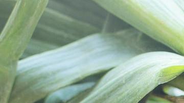 Las cebollas son un vegetal rico en fibra, vitaminas, minerales, poderosos antioxidantes, que benefician el control de la diabetes. Además, son bajas en carbohidratos e índice glucémico.