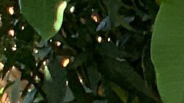 Elizabeth Espinoza, una mujer transgénero mexicana obtiene asilo en EE.UU.