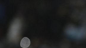 Carlos Tévez y Lionel Messi en la selección de Argentina.