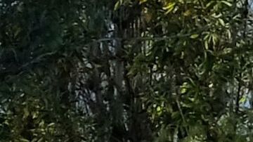 Mural de Kobe Bryant en Los Ángeles.