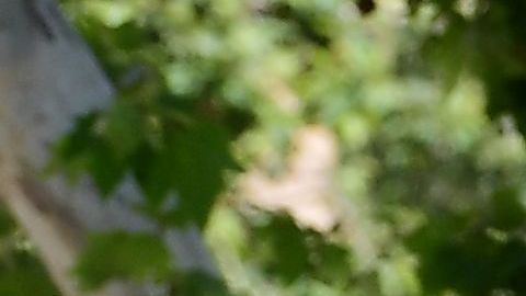 En la cima de la pandemia de COVID, se aprobaron leyes destinadas a proteger a los inquilinos de Nueva York del desalojo.