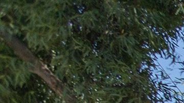 Alguaciles bloquean una protesta por la muerte de Robert Fuller en Palmdale.