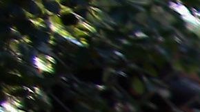 Una empleada del zoo de Miami en, una imagen de archivo, dando de comer a unos guepardos.