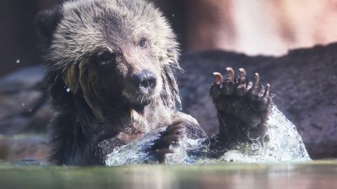 Cachorro de oso Grizzly