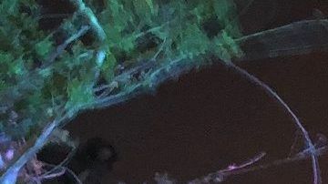 La multitud durante juegos pirotécnicos en Disneyland.