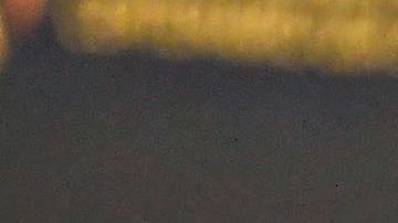 Layún era uno de los consentidos del colombiano.