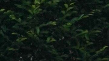 Líderes de la Uniformada insisten en que solo actuarán ante la violencia y los daños a la propiedad.