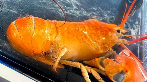 No es la primera vez que Arnold’s Lobster & Clam Bar recibe un ejemplar inusual.