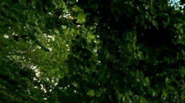 Miembros de la organización La Colmena, que ayuda a jornaleros, se unieron al campamento en City Hall.