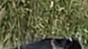 Niño de 2 años aparece asesinado a golpes; 2 sujetos lo robaron de los brazos de su padrastro