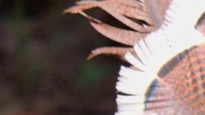 Pavo-guajolote-Amber Stevens en Pixabay