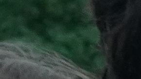 Las protestas contra la brutalidad policial impulsaron que se pasaran varias leyes para reformar a la Uniformada.