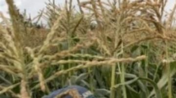 Jornaleros mexicanos.