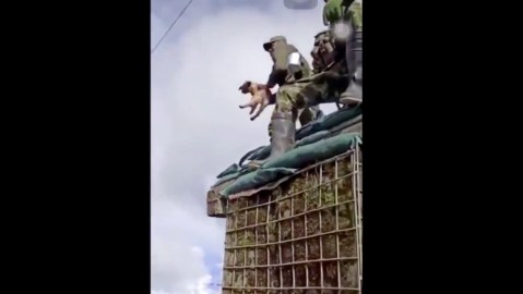 El video del soldado arrojando al animal.