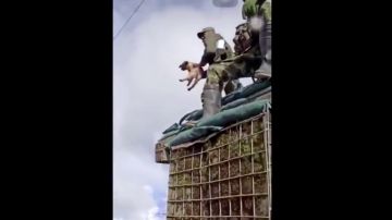 El video del soldado arrojando al animal.