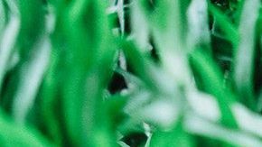 Tomate-vegetales-Rauf Allahverdiyev en Pexels