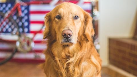 Golden Retriever