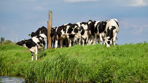 Las vacas pudieron atacarlo al sentirse amenazadas.