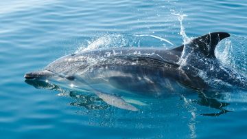 Delfín nadando / Archivo.