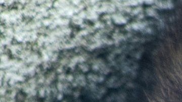 Las ratas pueden transmitir enfermedades a los humanos.