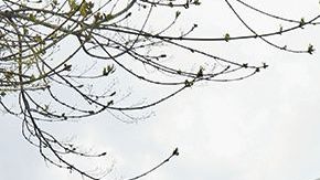 Los renumeradores visitarán los hogares que no hayan respondido al cuestionario.