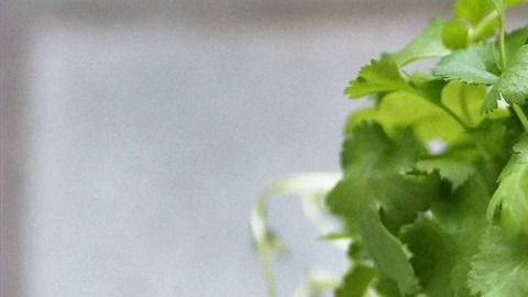 El extracto de cilantro ayuda a tu cuerpo a eliminar el exceso de sodio y agua.