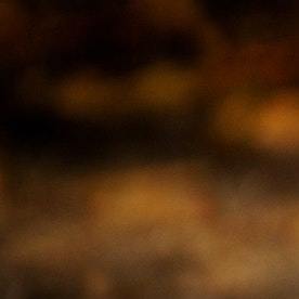 Este tipo de afección no puede propagarse a humanos o animales domésticos como perros o gatos.