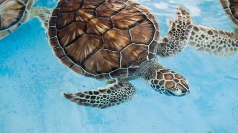 Las tortugas buscarían un sitio para reproducirse de forma natural.