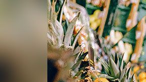 Toma tus debidas precauciones cuando vayas a reabastecerte de víveres.