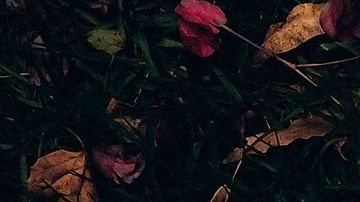 Conoce los signos más fieles al amor.