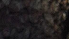 El eucalipto posee propiedades antiinflamatorias.