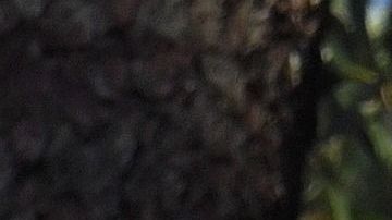 El eucalipto posee propiedades antiinflamatorias.